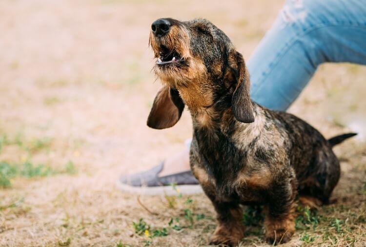 do dogs howl when they are in pain