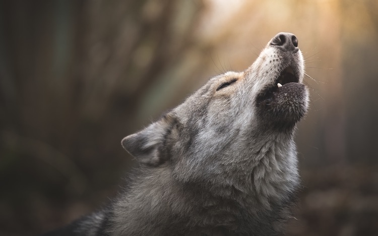 Dog Howling At The Night Sky