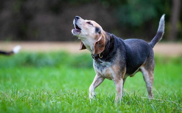 Dog Howling Outside