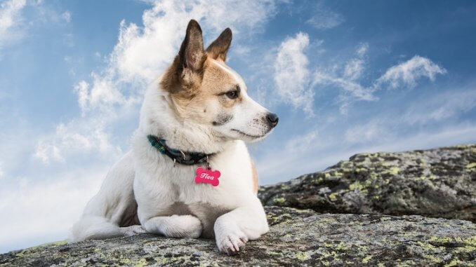 Dog Names Dog Names
