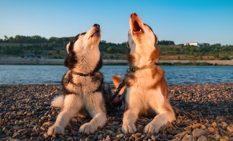 Dogs Howling At Each Other