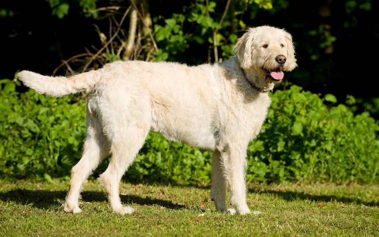 F1B Labradoodle