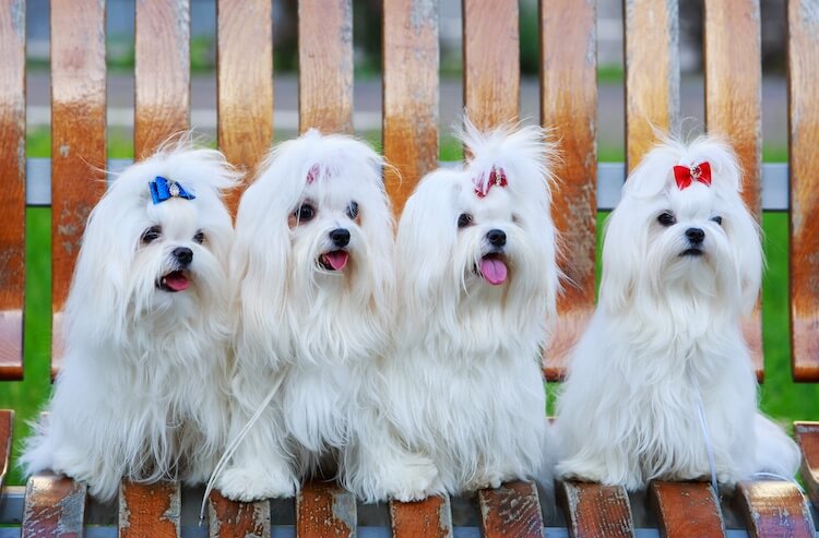 Four Long Coated Maltese Dogs