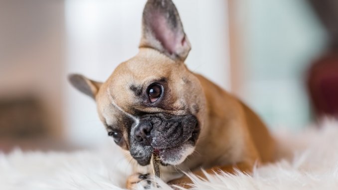 French Bulldog Chewing