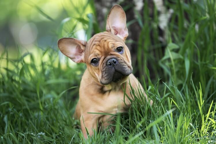 French Bulldog sitting in tall grass 
