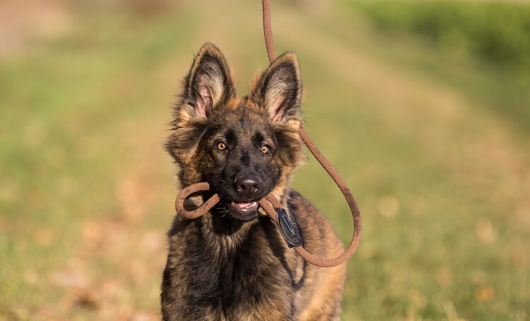 German Shepherd Holding Leash