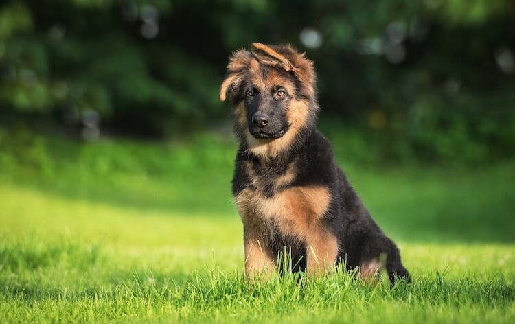 German Shepherd Puppy Sitting