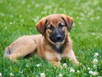 German Shepherd Training