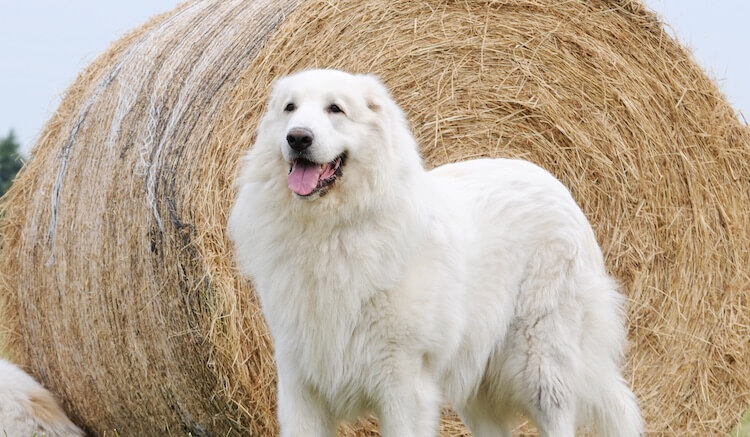 Great Pyrenees