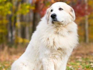 Great Pyrenees