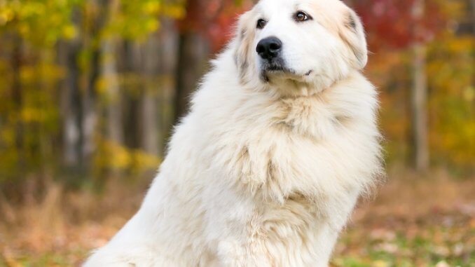 How Much Does A Pyrenean Mountain Dog Cost