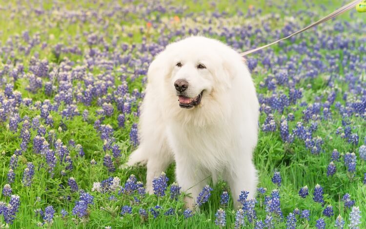 Great Pyrenees Dog