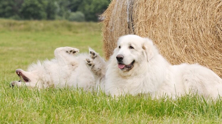 Great Pyrenees Dogs