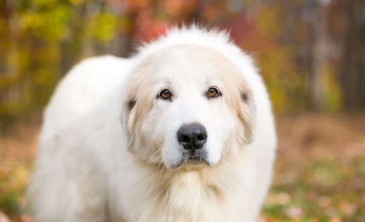 Great Pyrenees Face