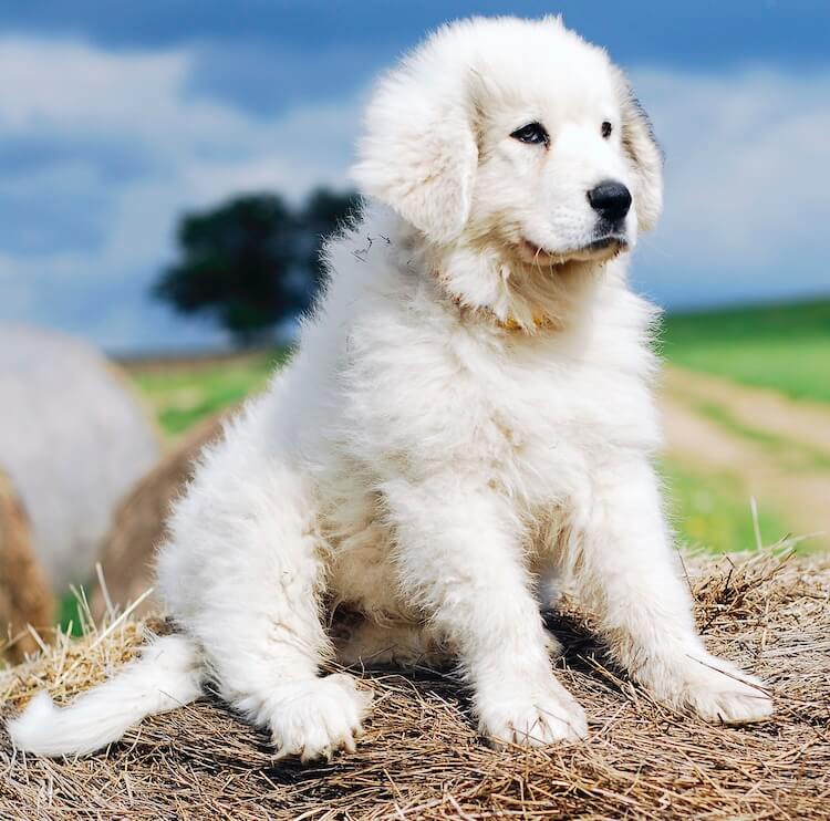 Great Pyrenees Puppies