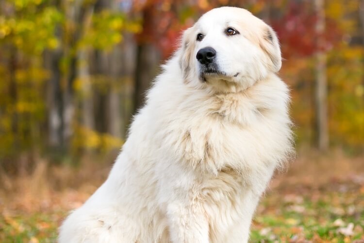 Great Pyrenees