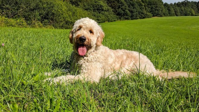 Labradoodle