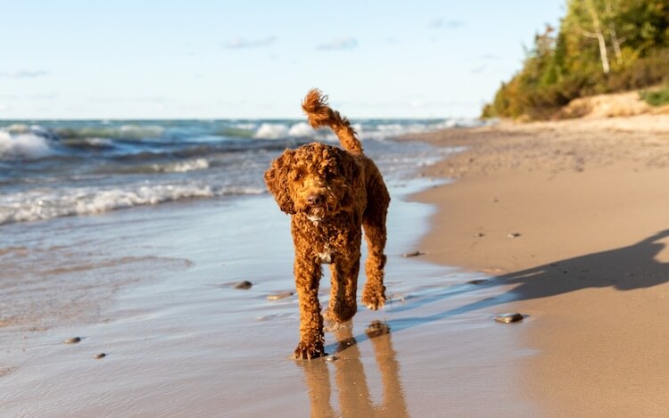 Labradoodle On The Beach