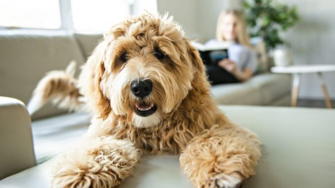Labradoodle On The Sofa