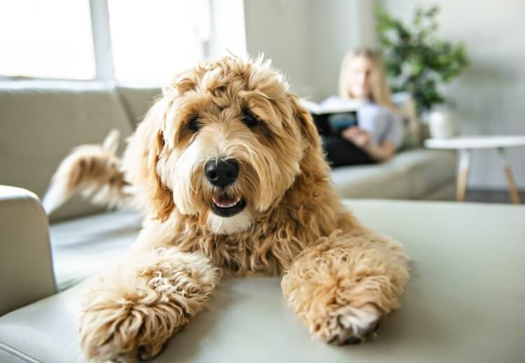 Labradoodle On The Sofa