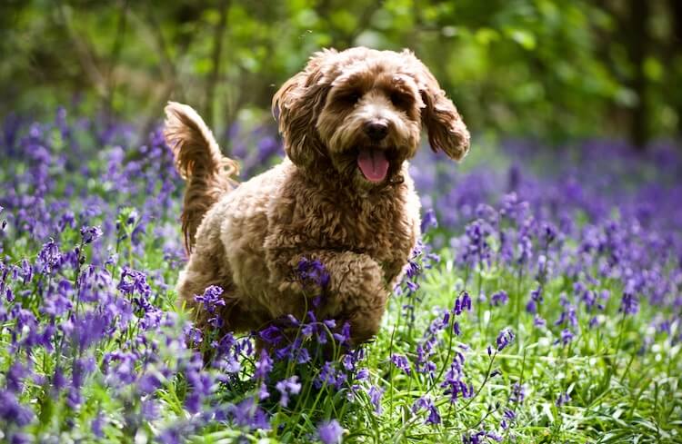 Labradoodle Puppy