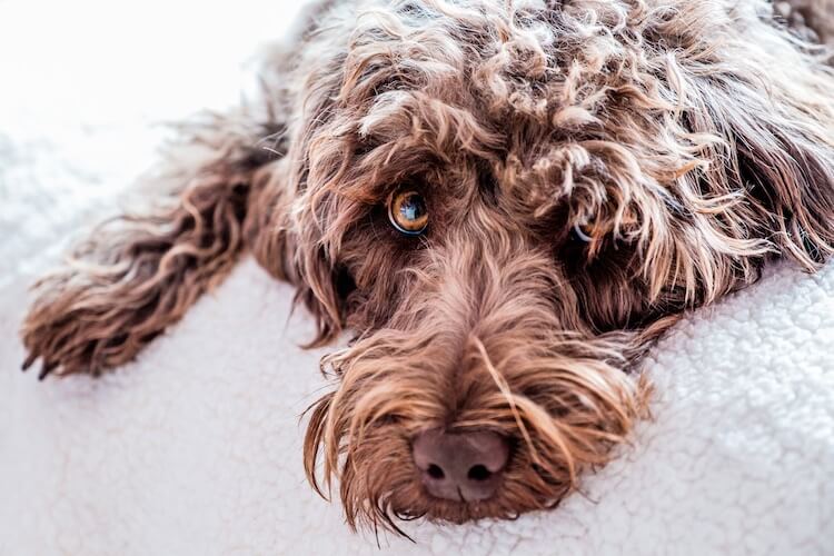 Labradoodle Sleeping