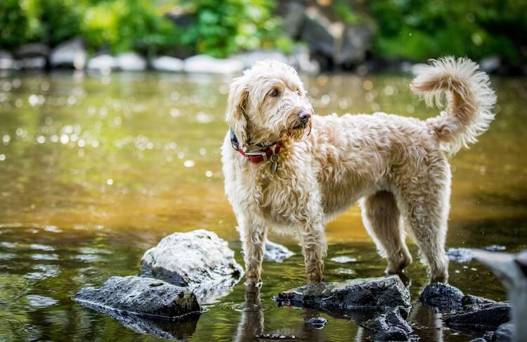 Labradoodle Swimming