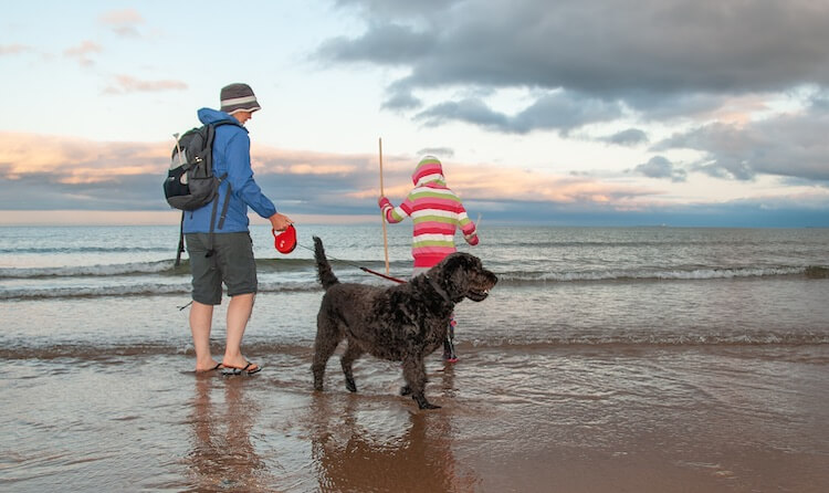 Labradoodle With His Family