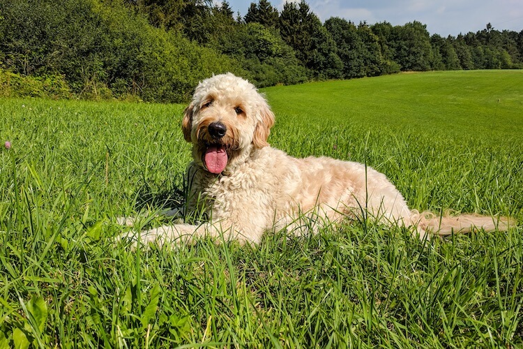 Labradoodle