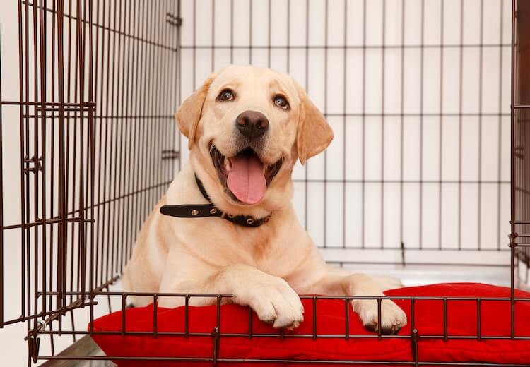 Labrador In A Crate