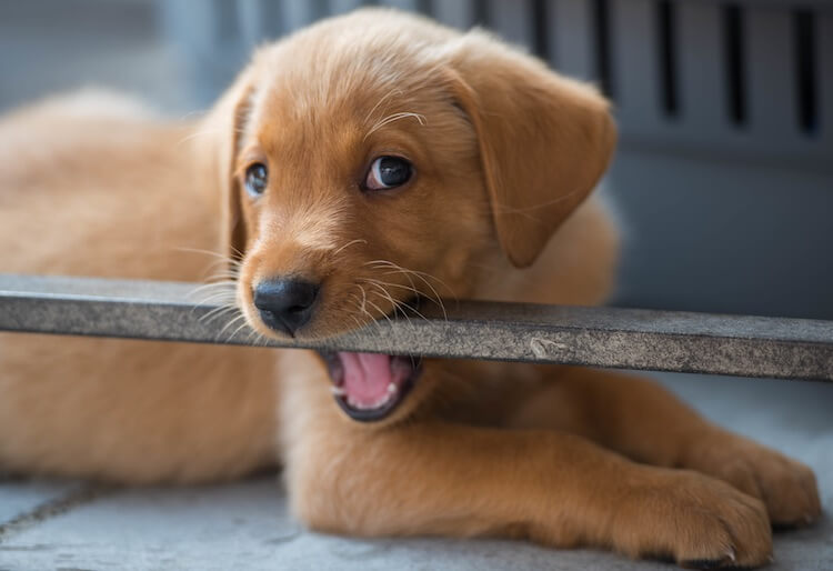 Labrador Puppy Chewing