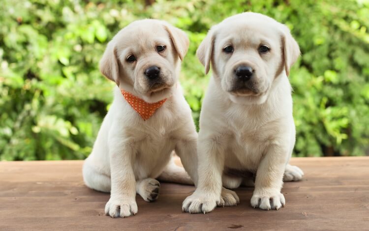 Labrador Puppy Sitting