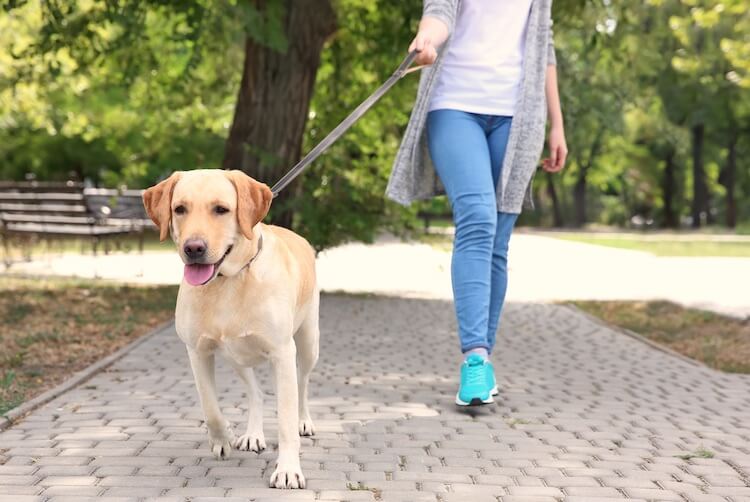 Labrador Retriever Pulling On Leash