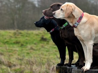 Labrador Retrievers