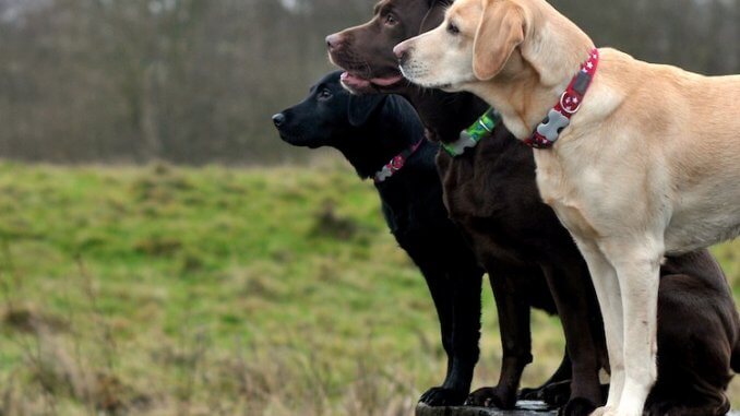 Labrador Retrievers