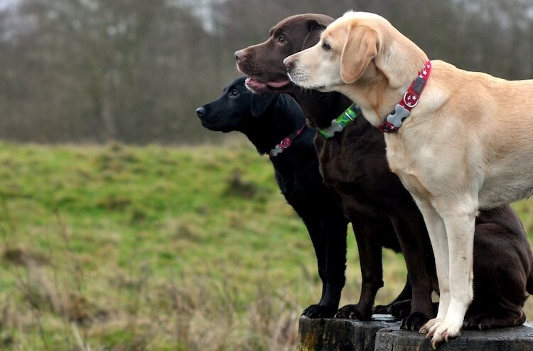 how to train your labrador puppy at home