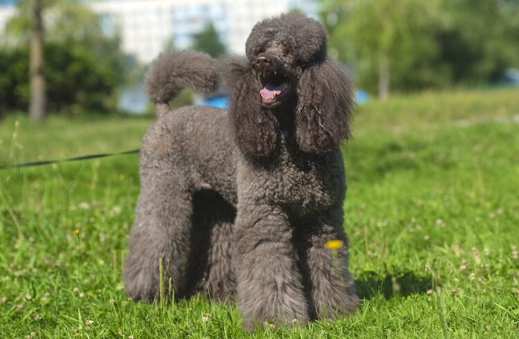 toy poodle lamb cut