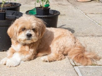 Lhasa Apso