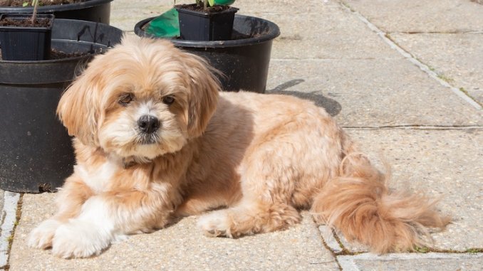 Lhasa apso