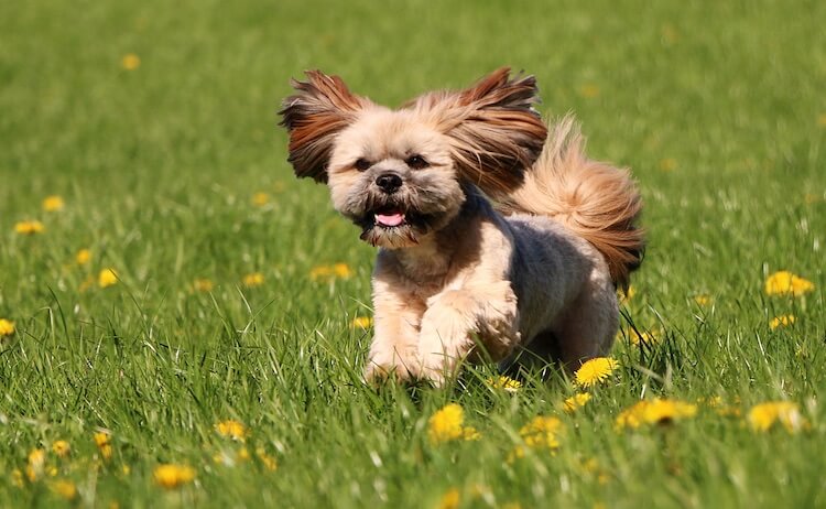 Lhasa Apso Dog Running