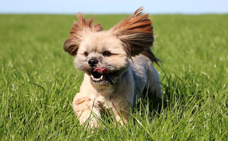 Lhasa Apso Dog Running