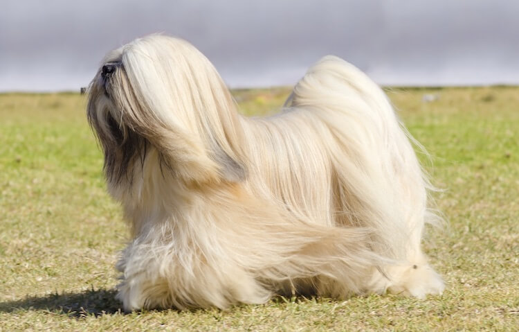 Lhasa Apso Dog
