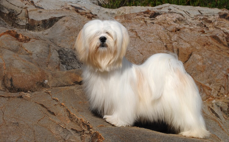 Lhasa Apso On The Rocks