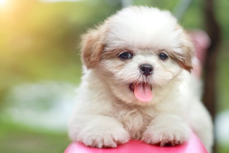 Lhasa Apso Puppy