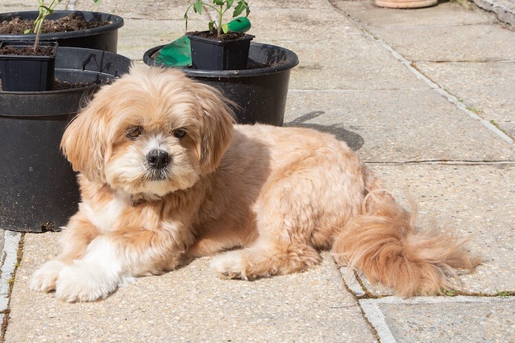 Lhasa Apso