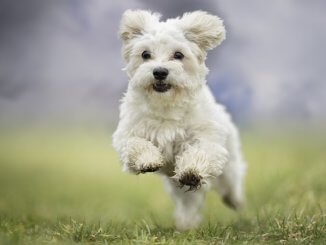 Maltese Dog