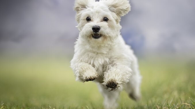 Maltese Dog