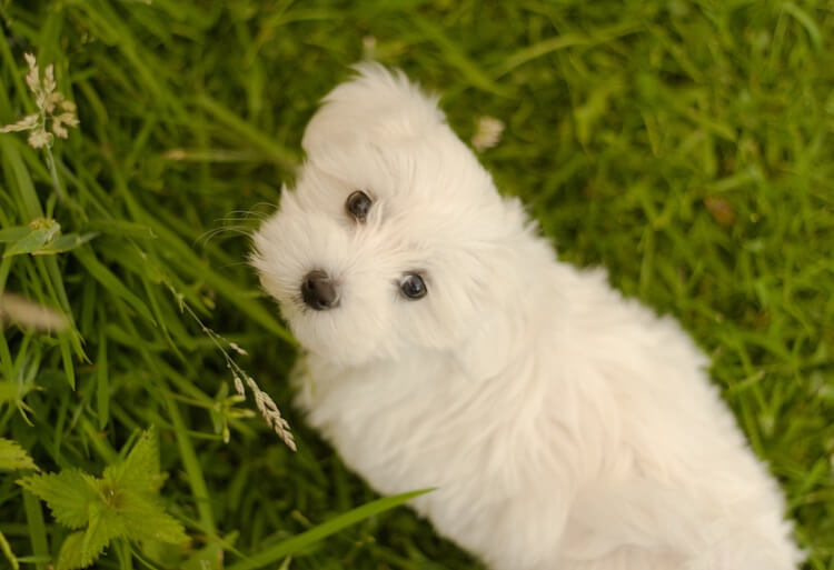 Maltese Dog Eating Grass