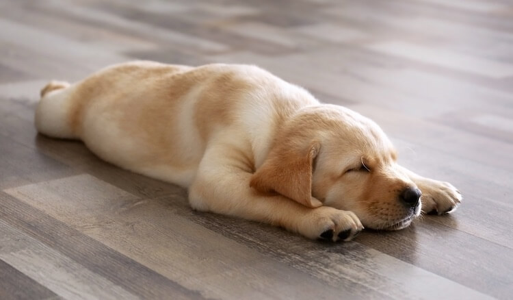 Puppy Asleep On Floor