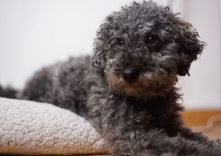 miniature poodle teddy bear cut